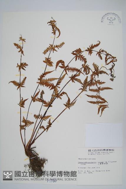 光囊紫柄蕨藏品圖，第1張