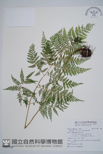 稀子蕨藏品圖，第1張