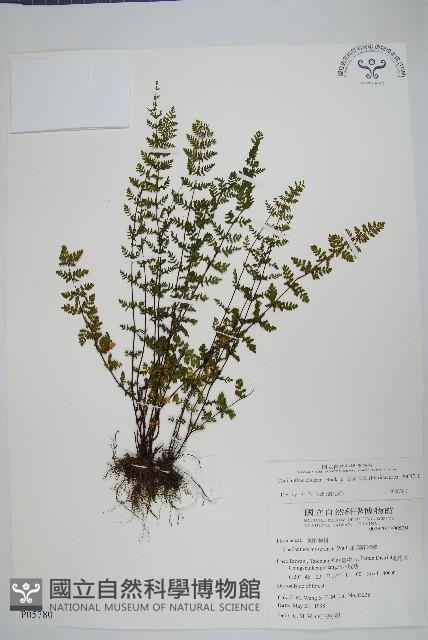 細葉碎米蕨藏品圖，第1張