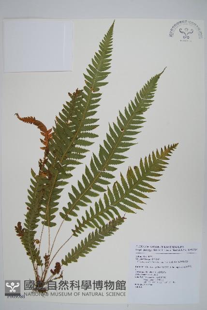 翅軸假金星蕨、短柄卵果蕨藏品圖，第1張