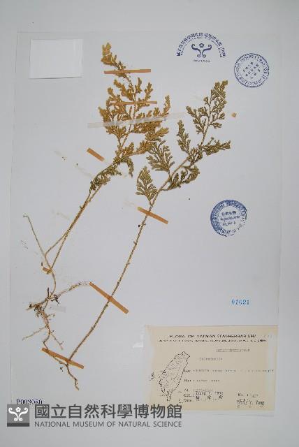 密葉卷柏藏品圖，第1張