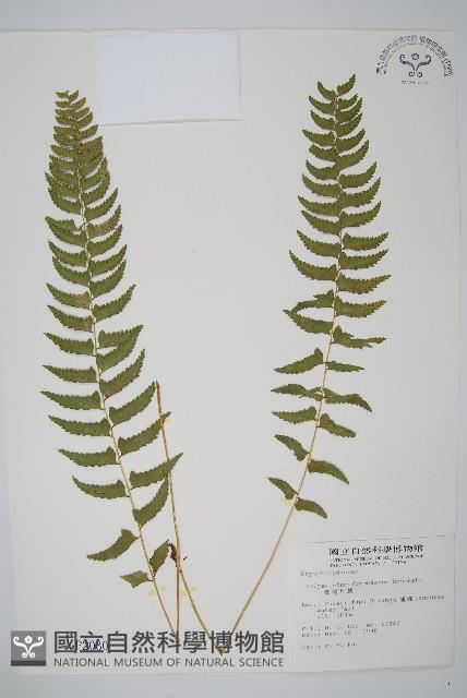 臺灣耳蕨藏品圖，第1張