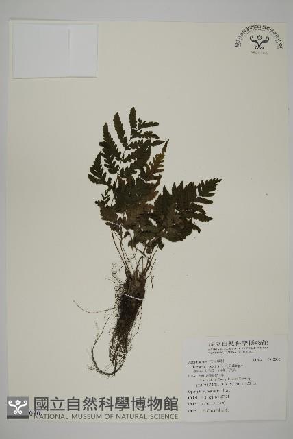 薄葉擬肋毛蕨、南洋三叉蕨藏品圖，第1張