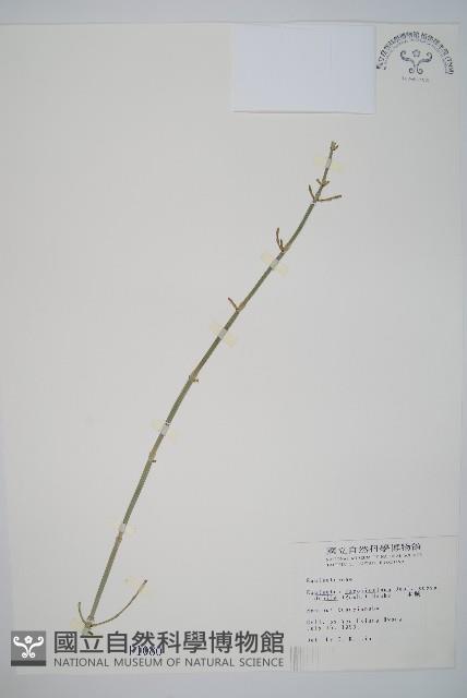 臺灣木賊藏品圖，第1張