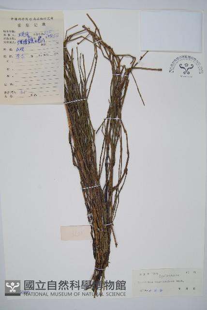 木賊藏品圖，第1張