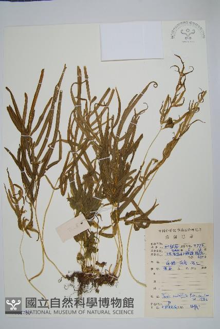 鳳尾蕨藏品圖，第1張