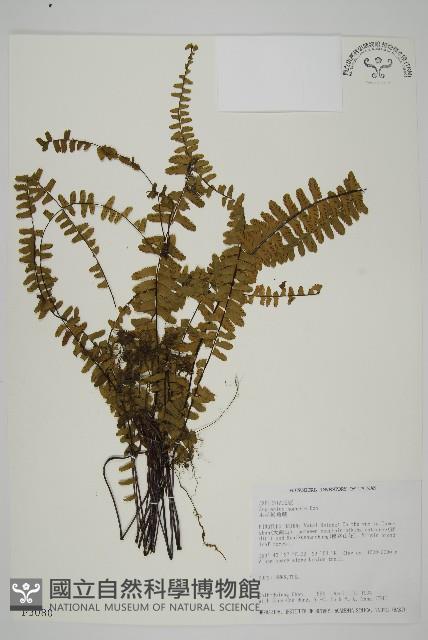 生芽鐵角蕨藏品圖，第1張