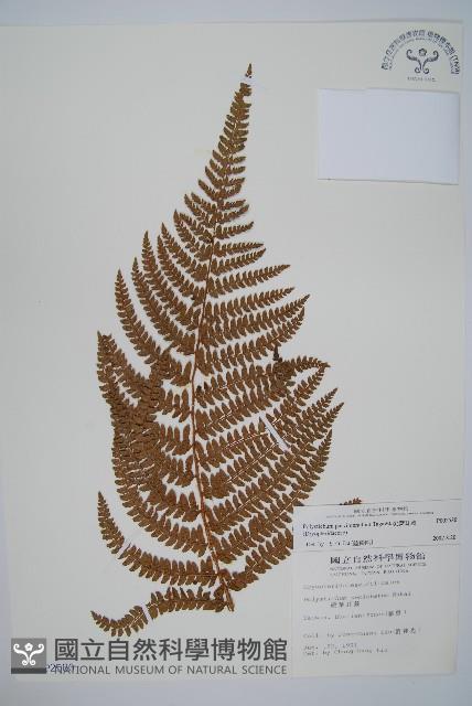 尖葉耳蕨藏品圖，第1張