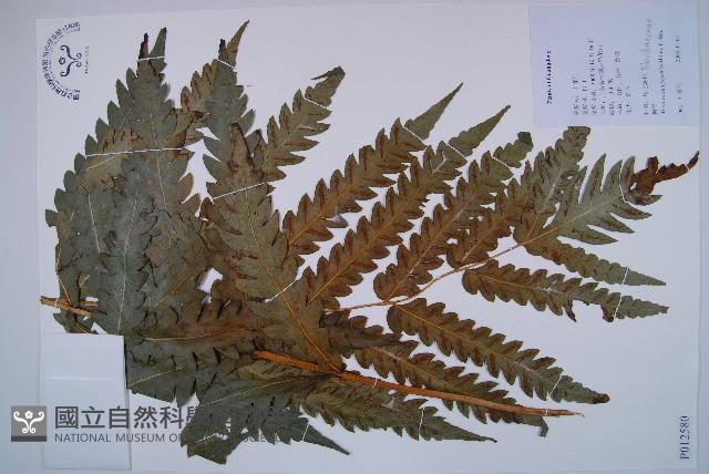 日本狗脊蕨藏品圖，第1張