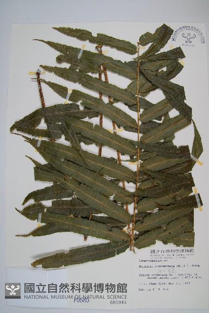 細葉實蕨藏品圖，第1張