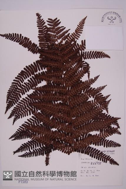 頂囊肋毛蕨藏品圖，第1張