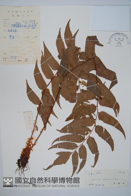 貫眾蕨藏品圖，第1張