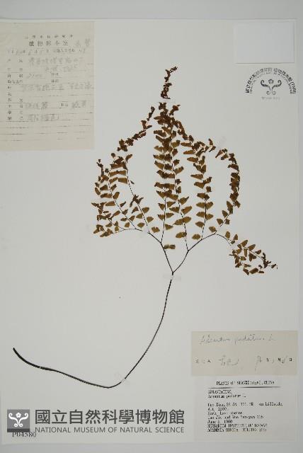 掌葉鐵線蕨藏品圖，第1張