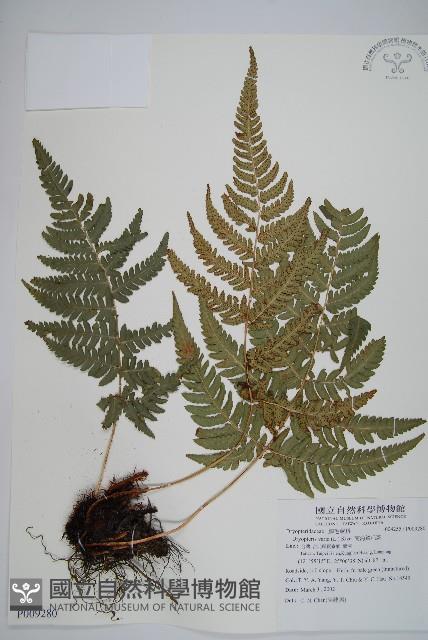 南海鱗毛蕨藏品圖，第1張