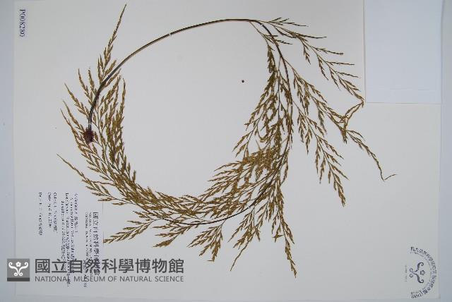 威氏鐵角蕨藏品圖，第1張