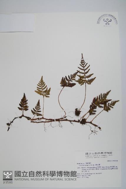 阿里山陰石蕨藏品圖，第1張