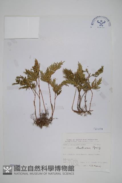 擬密葉卷柏藏品圖，第1張