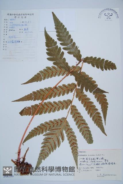 Japanese chain fern Collection Image, Figure 1, Total 5 Figures