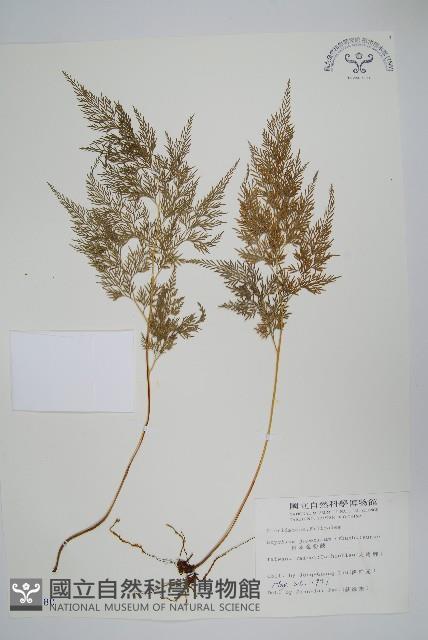 日本金粉蕨藏品圖，第1張