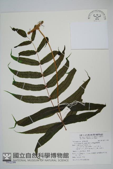 肢節蕨藏品圖，第1張