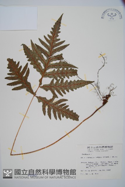 裂羽崇澍蕨藏品圖，第1張
