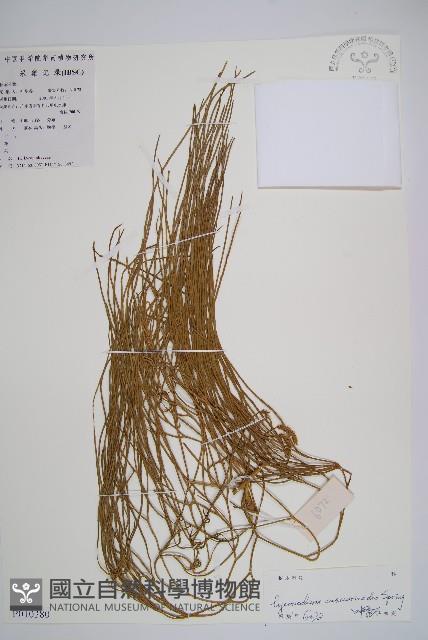 木賊葉石松藏品圖，第1張