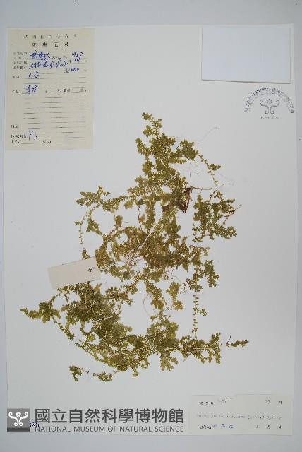 翠雲草、藍草藏品圖，第1張