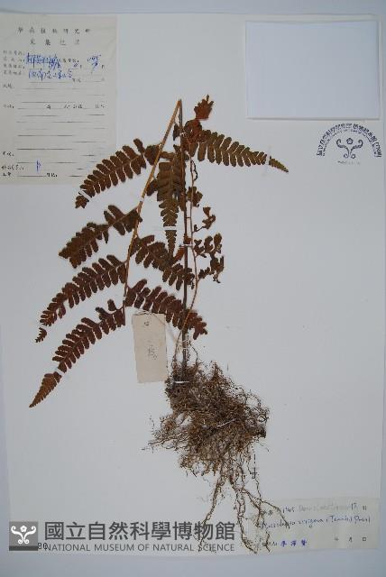 粗毛鱗蓋蕨藏品圖，第1張