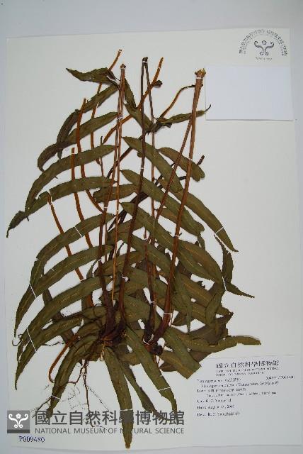 華中瘤足蕨藏品圖，第1張