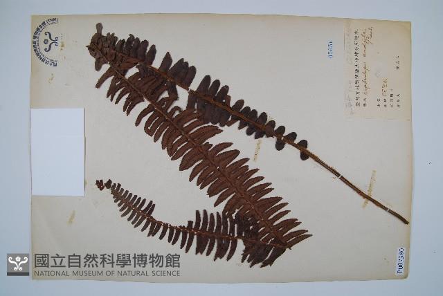 腎蕨藏品圖，第1張