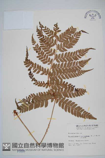 二尖耳蕨藏品圖，第1張