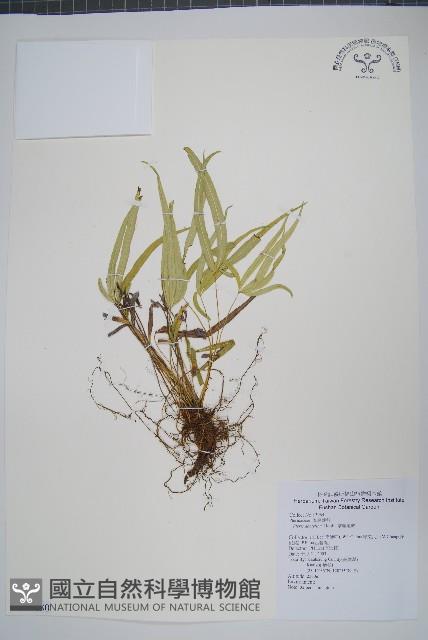 掌鳳尾蕨藏品圖，第1張