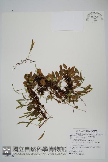 抱樹蕨、伏石蕨藏品圖，第1張