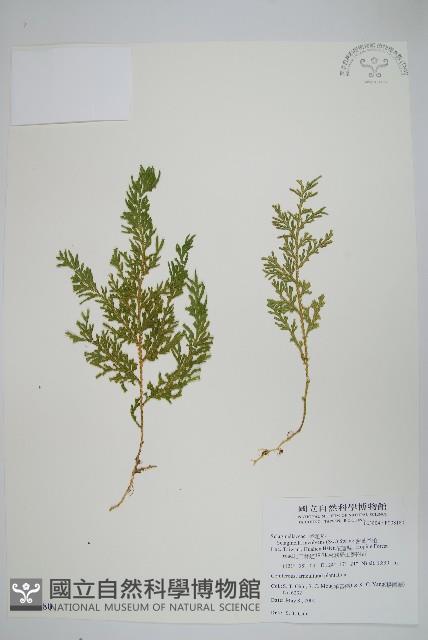 密葉卷柏藏品圖，第1張