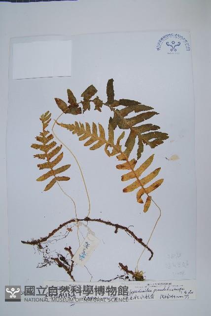 喜馬拉雅水龍骨藏品圖，第1張