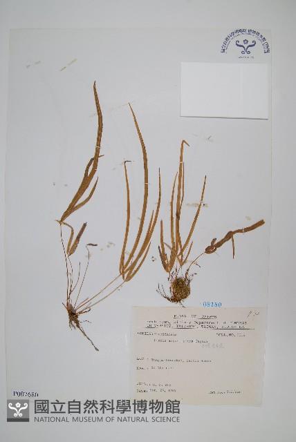 細葉鳳尾蕨藏品圖，第1張