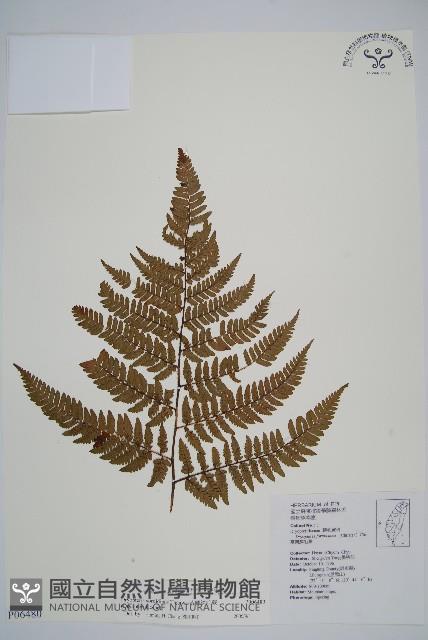 落鱗鱗毛蕨藏品圖，第1張