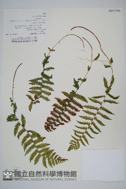 登錄號:P012480藏品圖，第1張