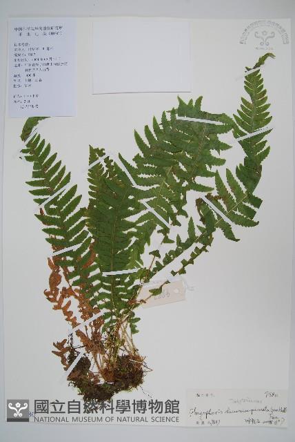 翅軸假金星蕨、短柄卵果蕨藏品圖，第1張