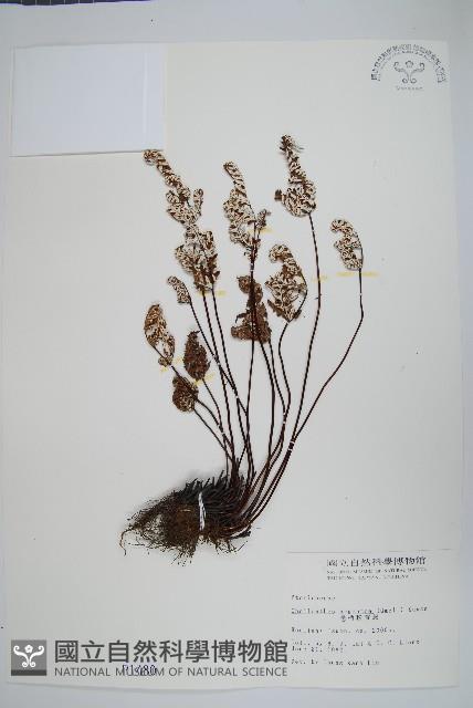 長柄粉背蕨藏品圖，第1張