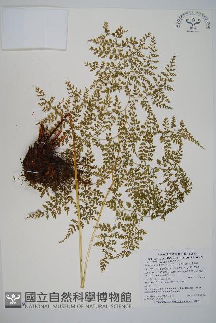 彎柄假複葉耳蕨藏品圖，第1張