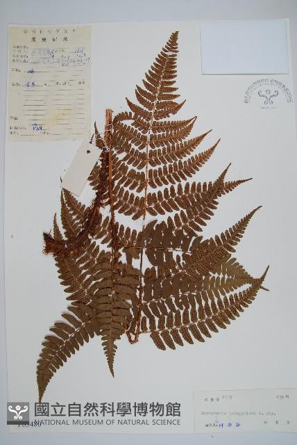 蓬萊鱗毛蕨藏品圖，第1張