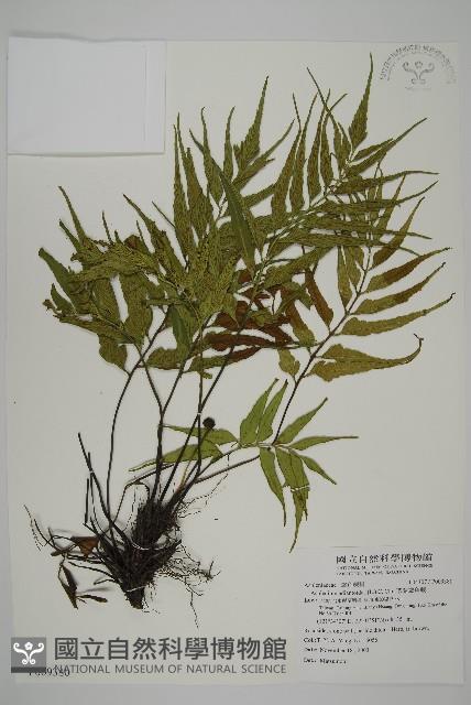 革葉鐵角蕨藏品圖，第1張