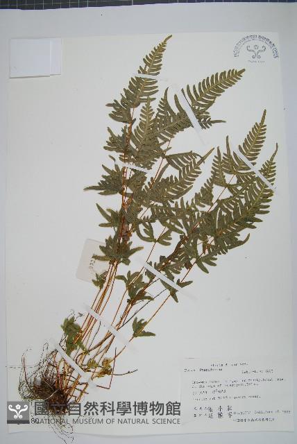 天草鳳尾蕨藏品圖，第1張