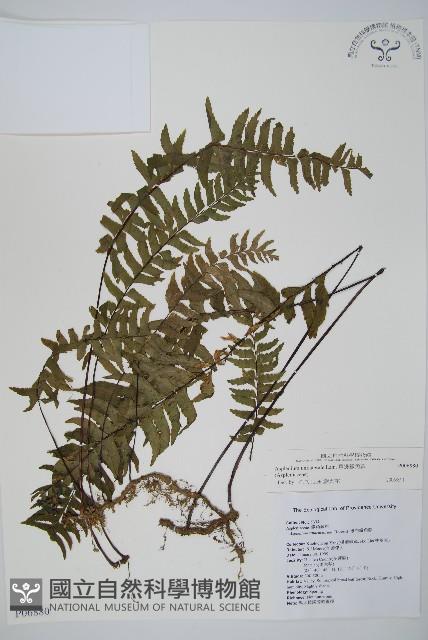 單邊鐵角蕨藏品圖，第1張
