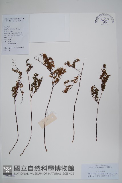 登錄號:P012880藏品圖，第1張