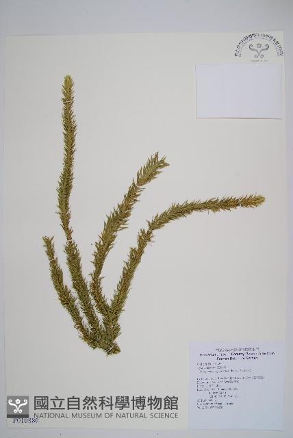 杉葉石松藏品圖，第1張