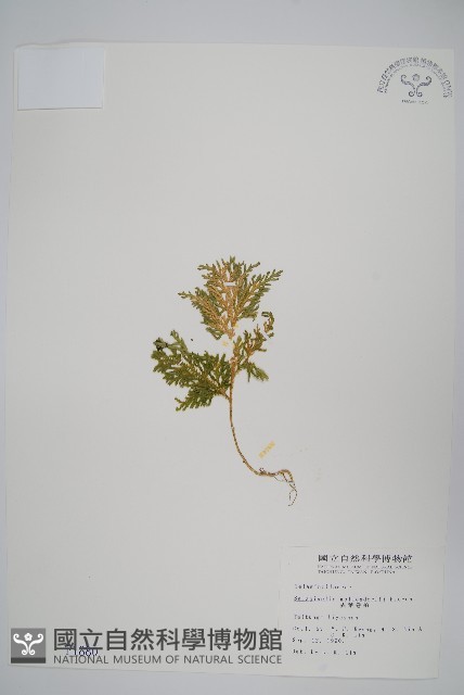 異葉卷柏藏品圖，第1張