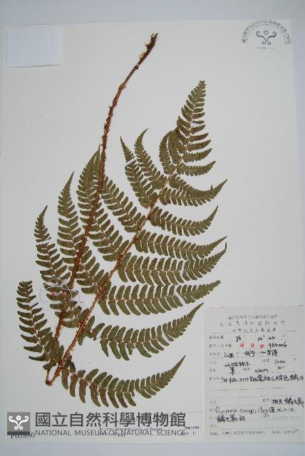 金鶴鱗毛蕨藏品圖，第1張