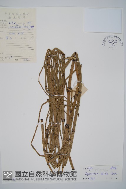 芼管草藏品圖，第1張
